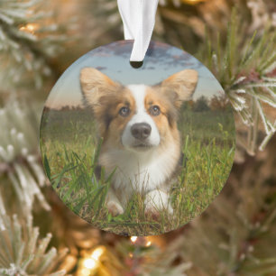 Animaux de bébés cutest Corgi dans le nuage
