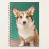 Animaux de bébés cutest | Corgi sur Turquoise (Devant)
