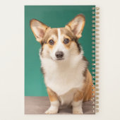 Animaux de bébés cutest | Corgi sur Turquoise (Dos)