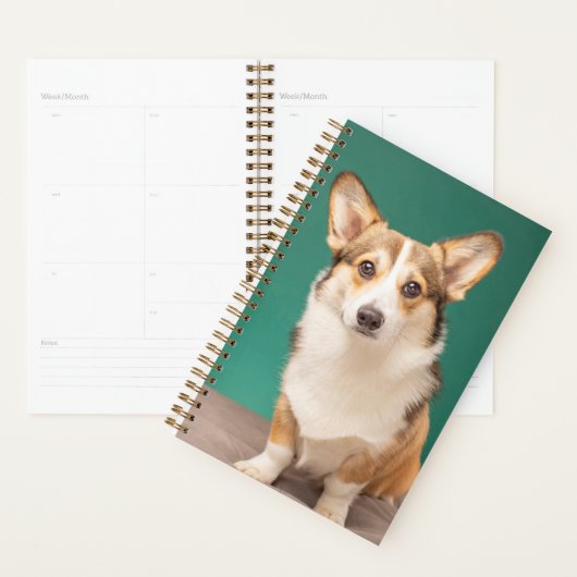 Animaux de bébés cutest | Corgi sur Turquoise (Devant avec enveloppe)