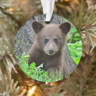 Animaux de bébés cutest Cube d'ours Brown