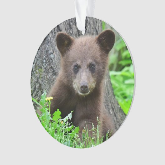 Animaux de bébés cutest | Cube d'ours Brown (devant)