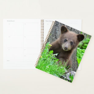 Animaux de bébés cutest Cube d'ours Brown