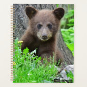 Animaux de bébés cutest | Cube d'ours Brown (Devant)