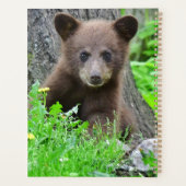 Animaux de bébés cutest | Cube d'ours Brown (Dos)