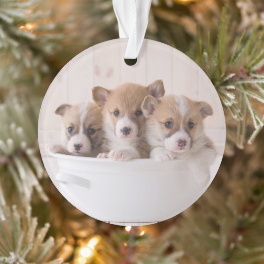 Animaux de bébés cutest | Cute Corgi Chipies dans (Arbre)