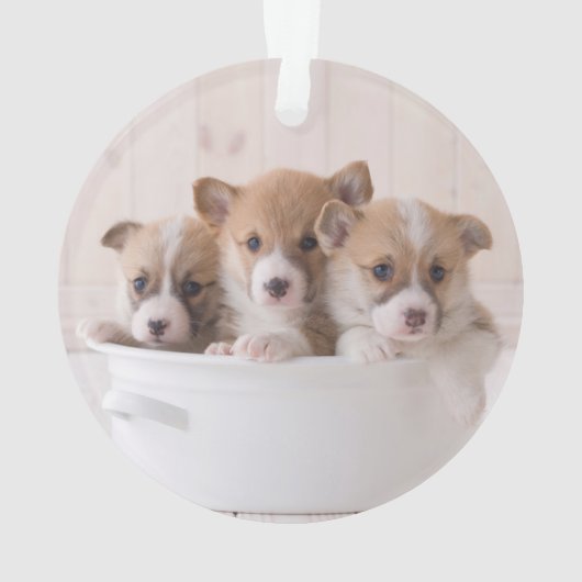 Animaux de bébés cutest | Cute Corgi Chipies dans (dos)