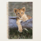 Animaux de bébés cutest | Cute Lion Cub (Devant)