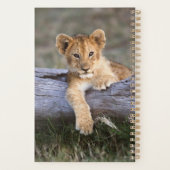Animaux de bébés cutest | Cute Lion Cub (Dos)