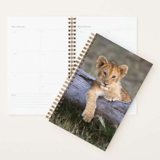 Animaux de bébés cutest | Cute Lion Cub (Devant avec enveloppe)