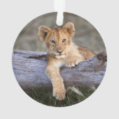 Animaux de bébés cutest | Cute Lion Cub (dos)