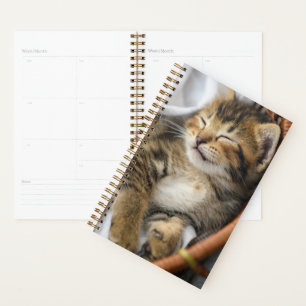 Animaux de bébés cutest Cute Tabby Chat Dormir