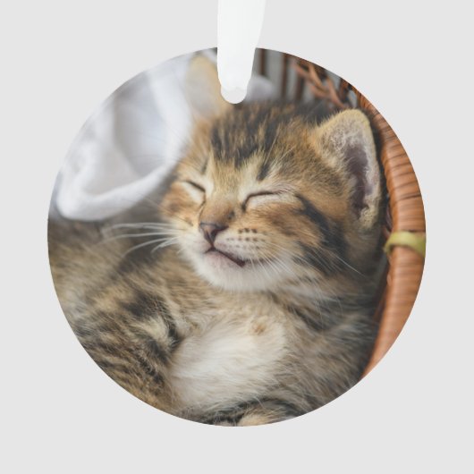 Animaux de bébés cutest | Cute Tabby Chat Dormir (devant)