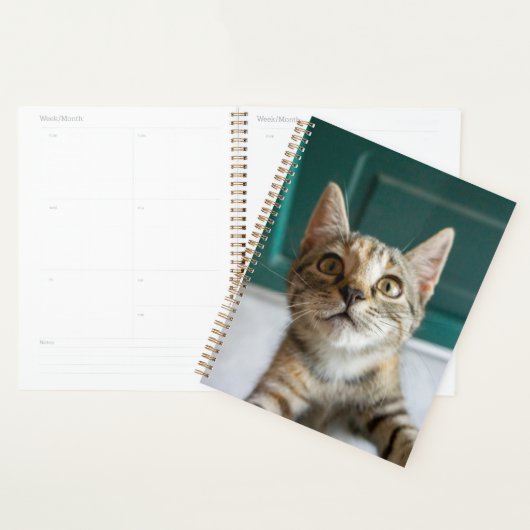 Animaux de bébés cutest | Cute Tabby Kitten (Devant avec enveloppe)