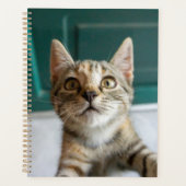 Animaux de bébés cutest | Cute Tabby Kitten (Devant)
