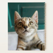 Animaux de bébés cutest | Cute Tabby Kitten (Dos)