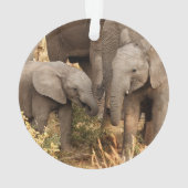 Animaux de bébés cutest | Deux jeunes éléphants (dos)