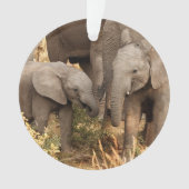 Animaux de bébés cutest | Deux jeunes éléphants (devant)