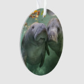 Animaux de bébés cutest | Deux Manatees (devant)