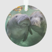 Animaux de bébés cutest | Deux Manatees (dos)