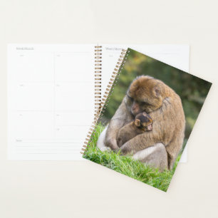 Animaux de bébés cutest   Famille Barbary Macaque