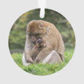 Animaux de bébés cutest | Famille Barbary Macaque (dos)