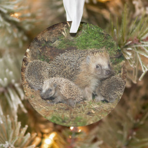 Animaux de bébés cutest Famille Hérisson
