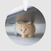 Animaux de bébés cutest | Fluffy Orange Kitten (dos)