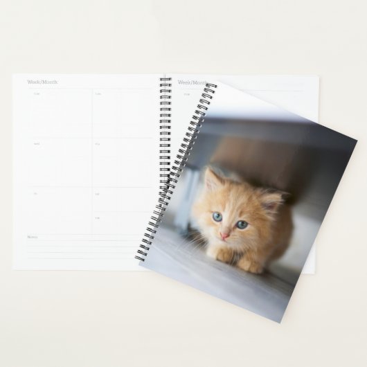 Animaux de bébés cutest | Fluffy Orange Kitten (Devant avec enveloppe)