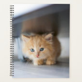 Animaux de bébés cutest | Fluffy Orange Kitten (Devant)