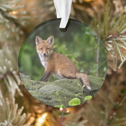 Animaux de bébés cutest | Foxy Smile (Arbre)