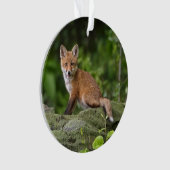 Animaux de bébés cutest | Foxy Smile (devant)