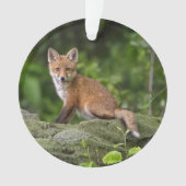 Animaux de bébés cutest | Foxy Smile (devant)
