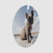 Animaux de bébés cutest | French Bulldog Booking (devant)