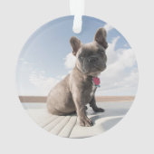 Animaux de bébés cutest | French Bulldog Booking (dos)