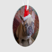 Animaux de bébés cutest | French Bulldog Christmas (devant)