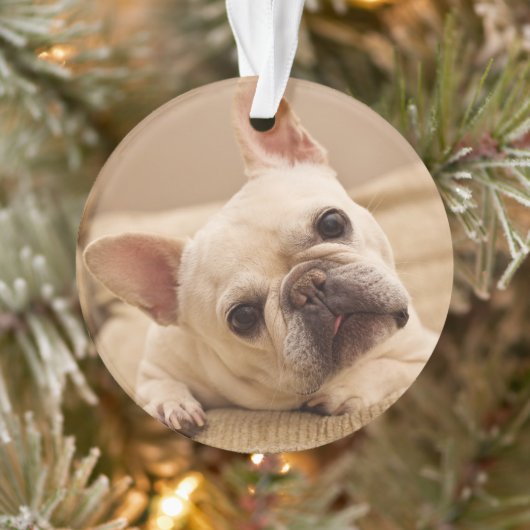 Animaux de bébés cutest | French Bulldog Head Tilt (Arbre)