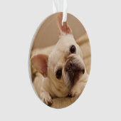 Animaux de bébés cutest | French Bulldog Head Tilt (devant)