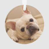 Animaux de bébés cutest | French Bulldog Head Tilt (dos)