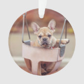 Animaux de bébés cutest | French Bulldog Playgroun (devant)