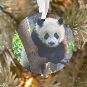 Animaux de bébés cutest   Géant Panda Cub