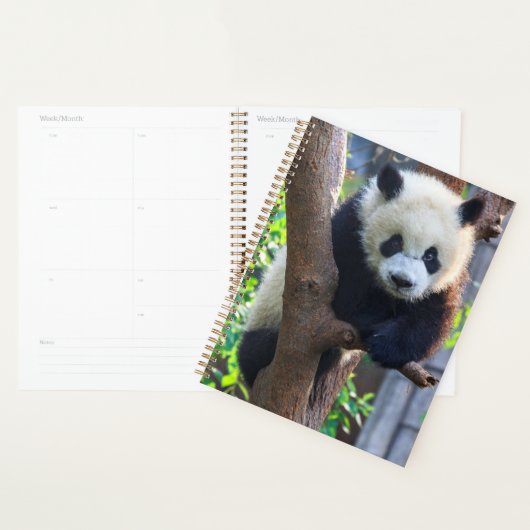 Animaux de bébés cutest | Géant Panda Cub (Devant avec enveloppe)