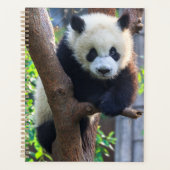 Animaux de bébés cutest | Géant Panda Cub (Devant)