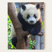 Animaux de bébés cutest | Géant Panda Cub (Dos)