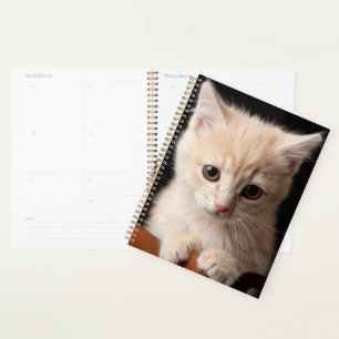 Animaux de bébés cutest   Ginger Kitten