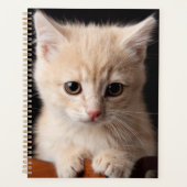 Animaux de bébés cutest | Ginger Kitten (Devant)