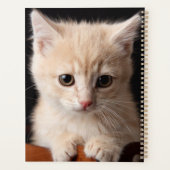 Animaux de bébés cutest | Ginger Kitten (Dos)