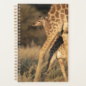 Animaux de bébés cutest | Girafe bébé et parent (Devant)