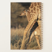 Animaux de bébés cutest | Girafe bébé et parent (Dos)