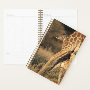 Animaux de bébés cutest   Girafe bébé et parent